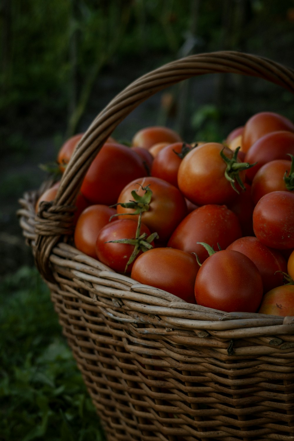 Pomodori appena raccolti in un cesto